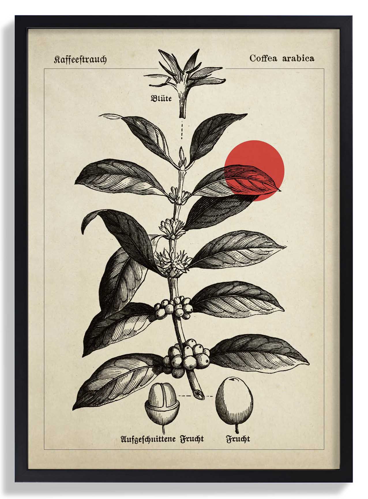 Coffee Kaffeebaum - Image 6