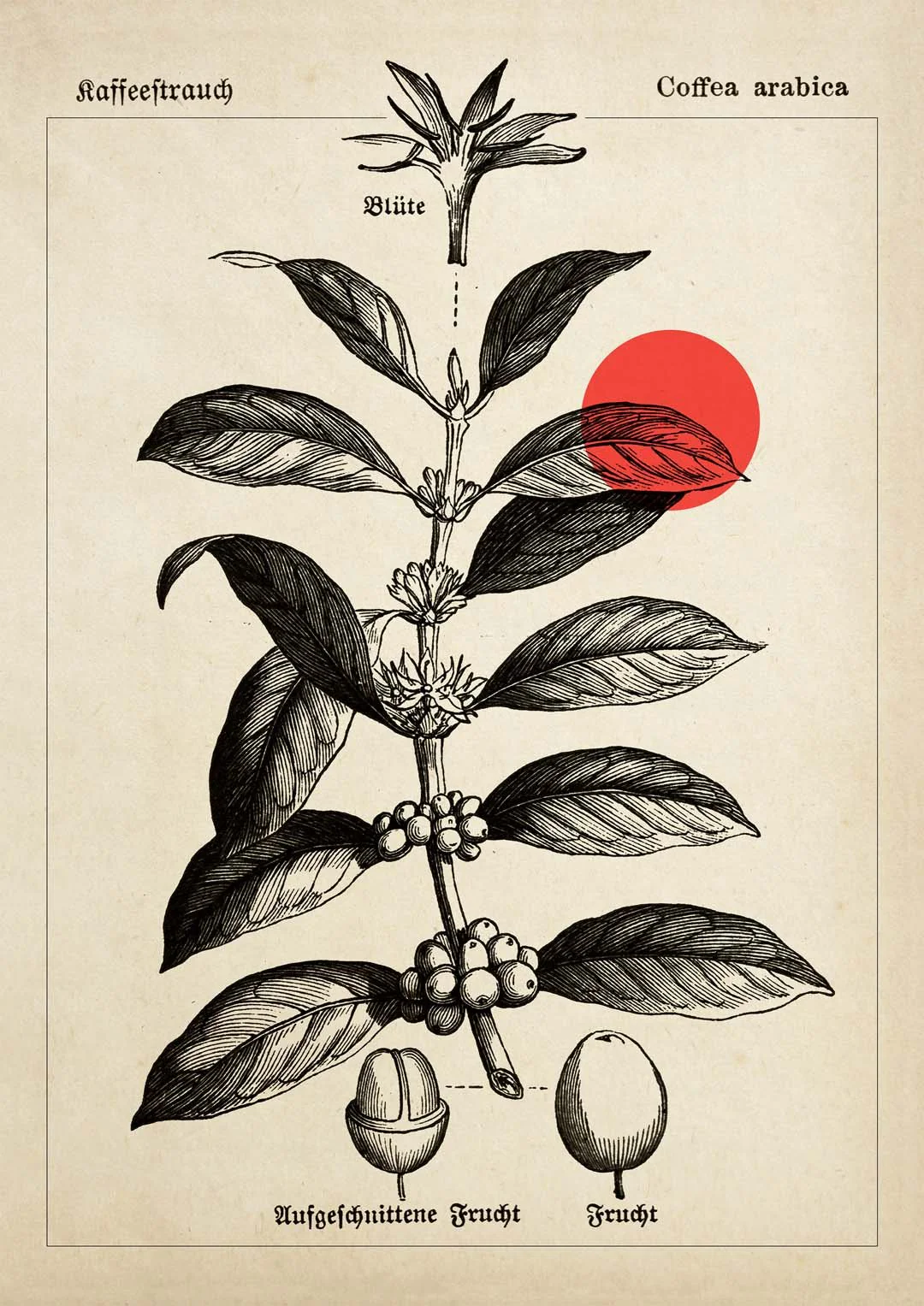 Coffee Kaffeebaum - Image 8