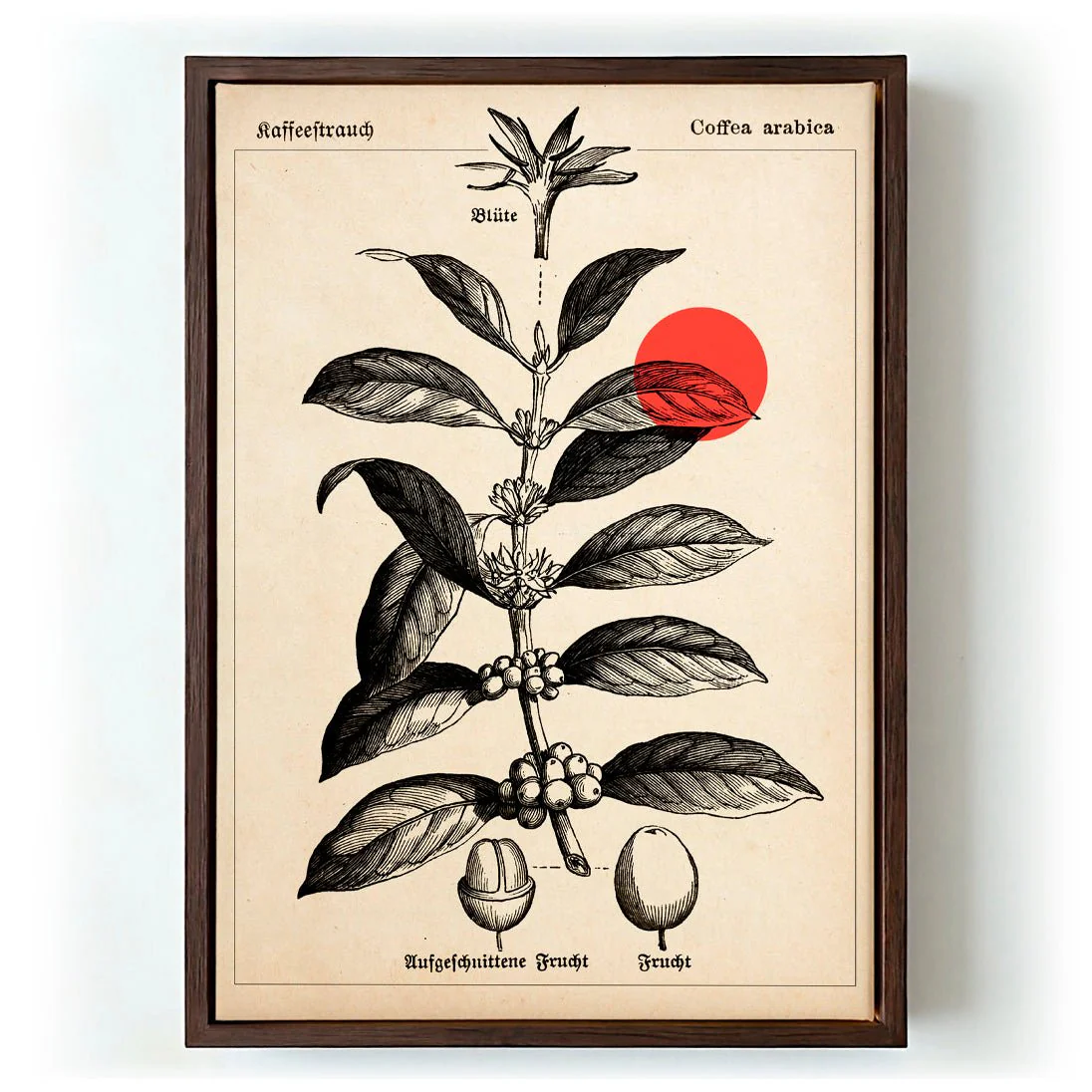 Coffee Kaffeebaum - Image 6