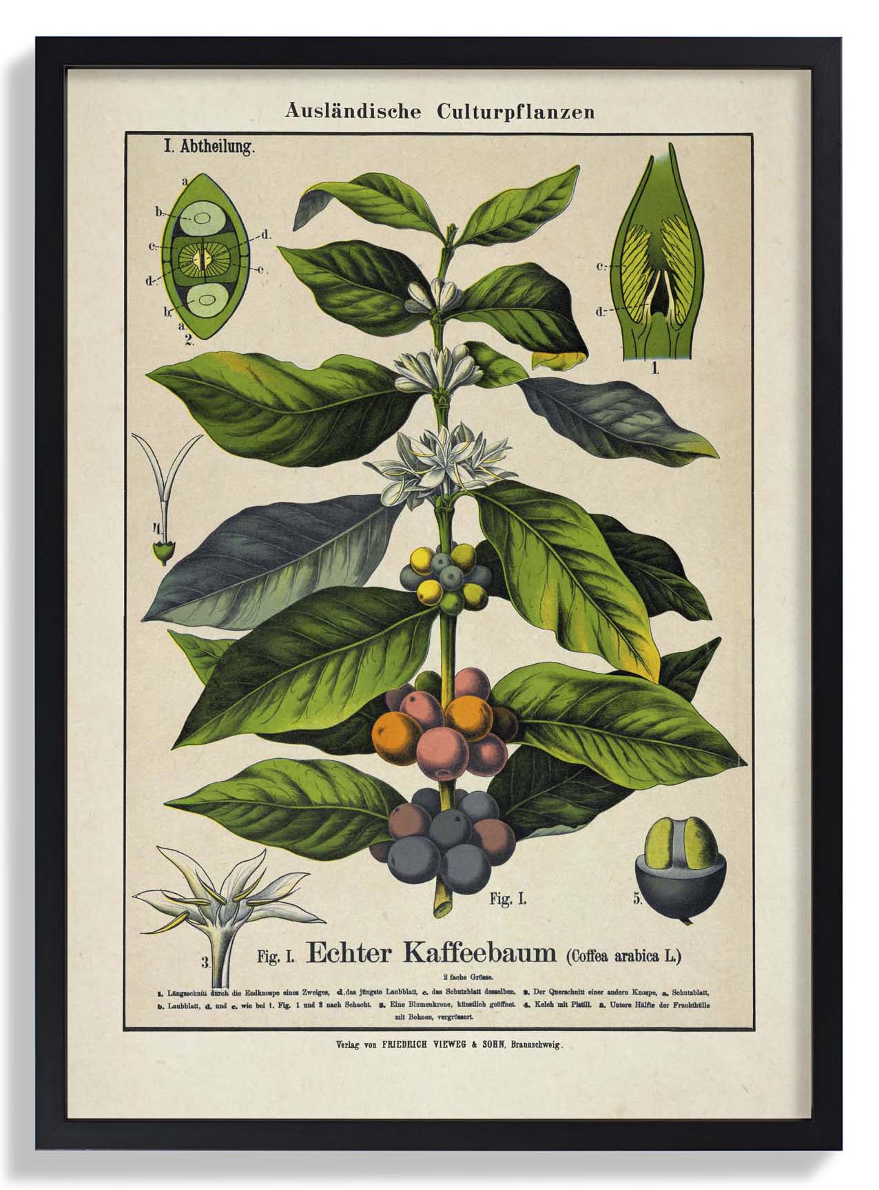 Coffee - Image 6