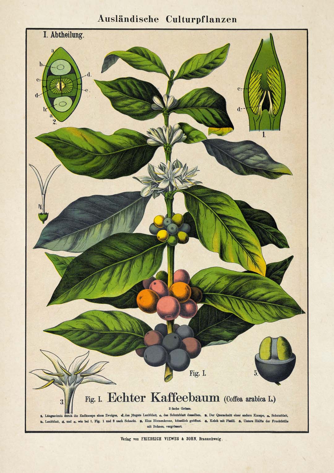 Coffee - Image 8