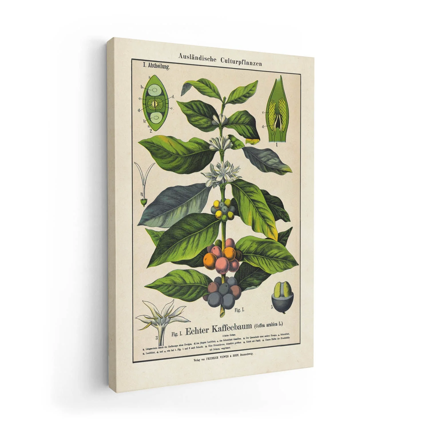 Coffee - Image 7