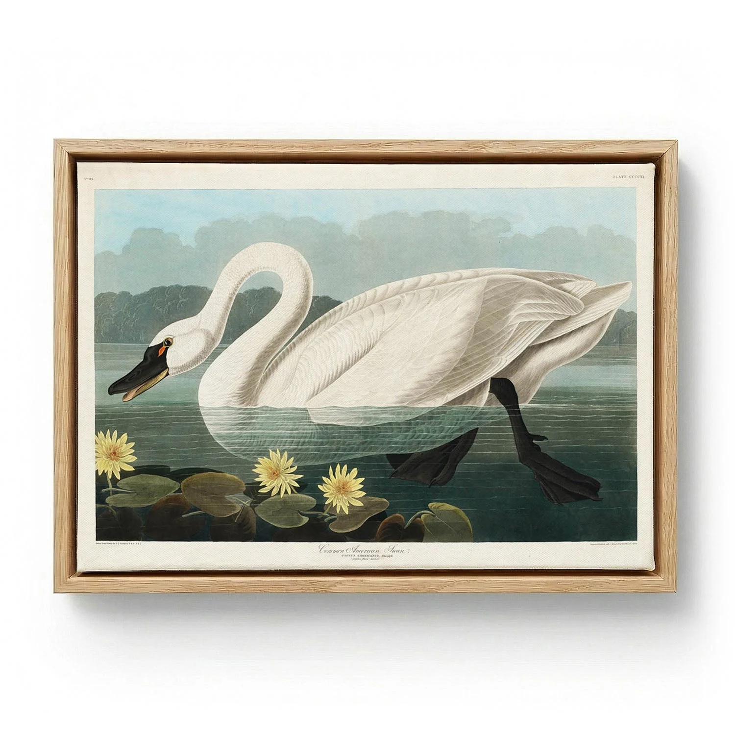 Common American Swan Art Print