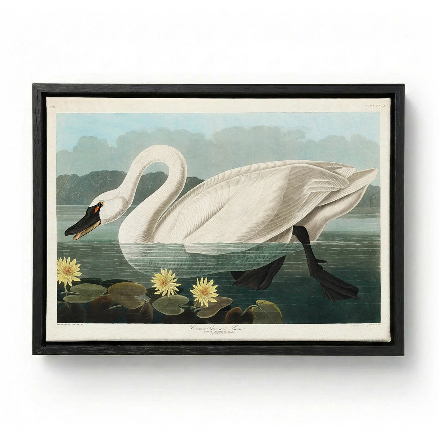 Common American Swan Art Print - Image 5