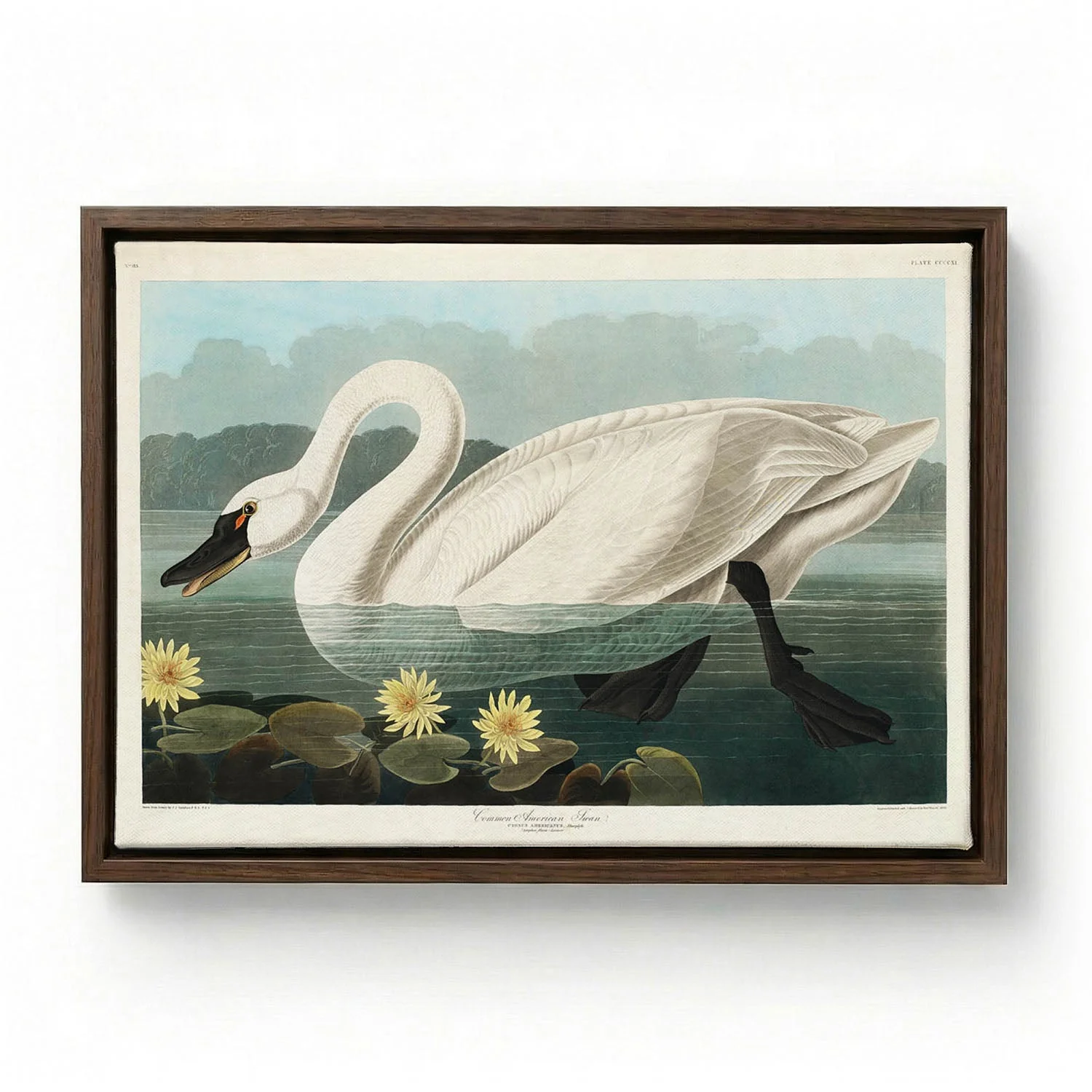 Common American Swan Art Print - Image 6