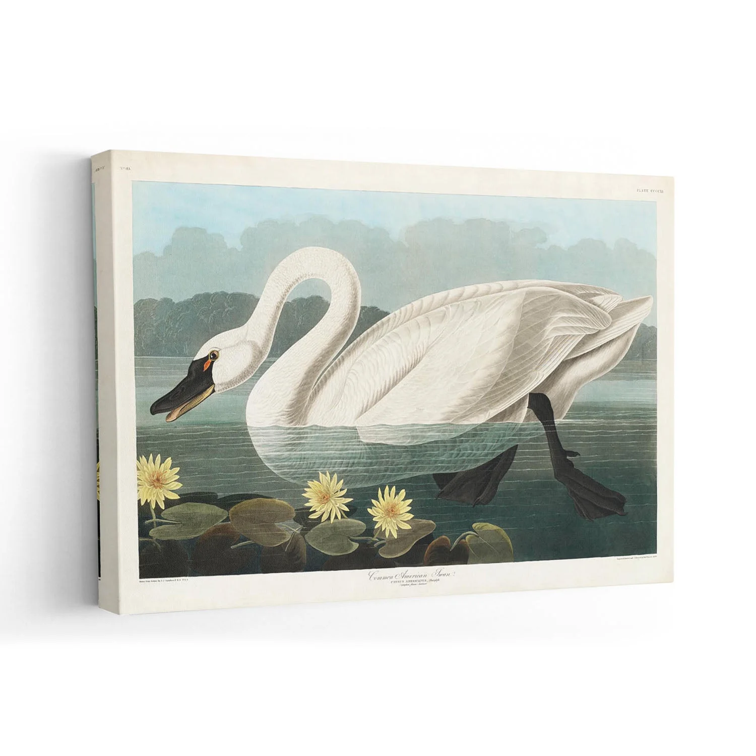 Common American Swan Art Print - Image 7