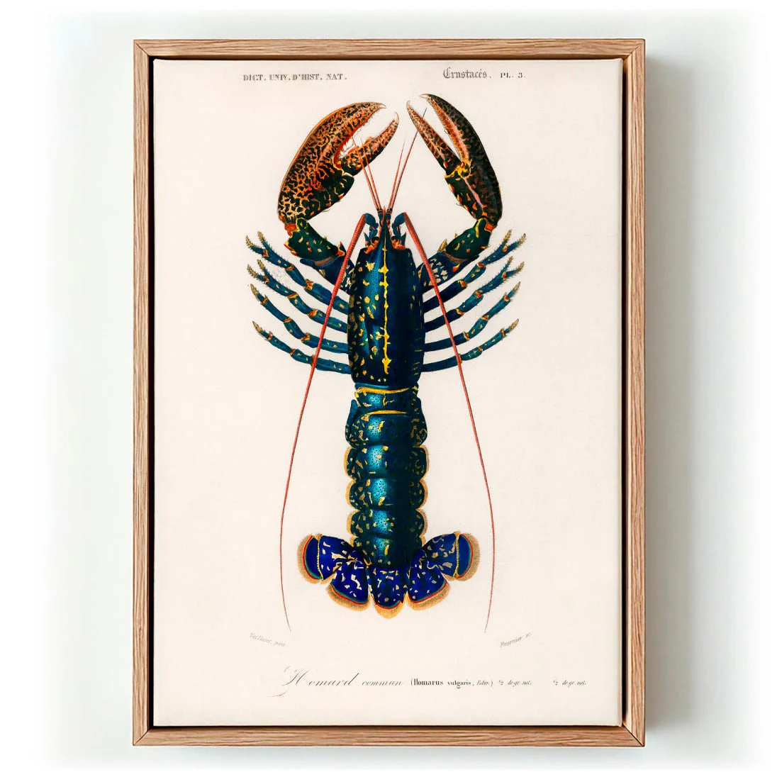 Crustacean Lobster