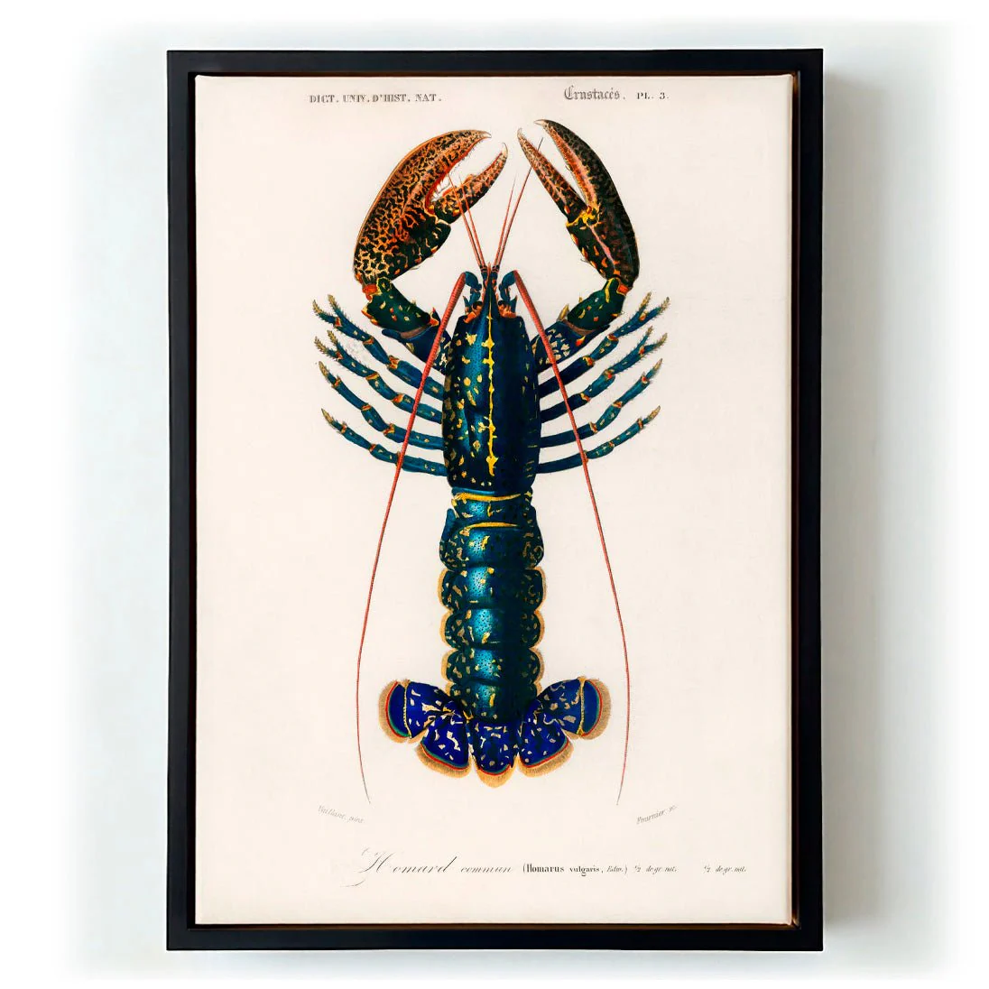 Crustacean Lobster - Image 5