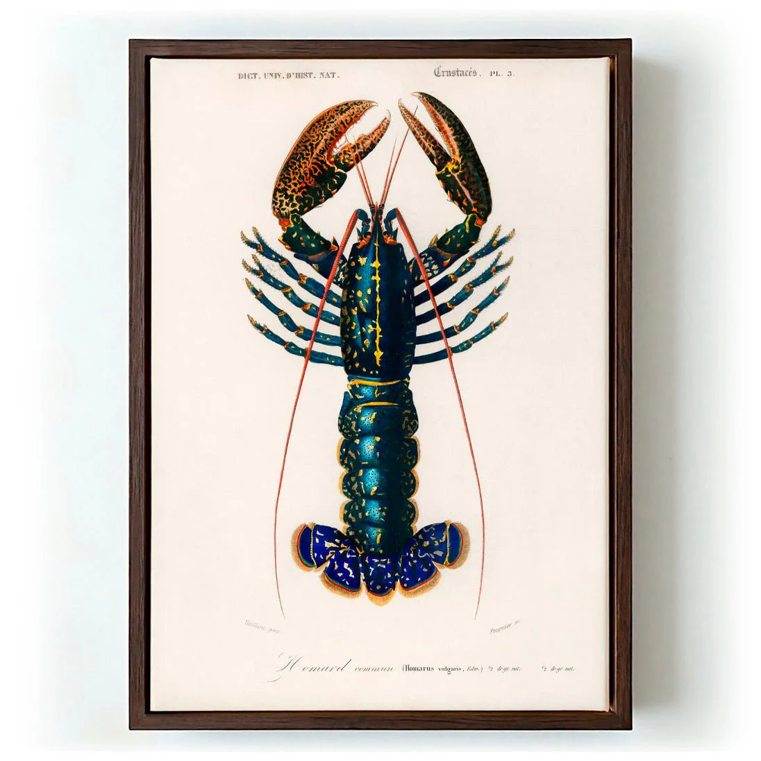 Crustacean Lobster - Image 6