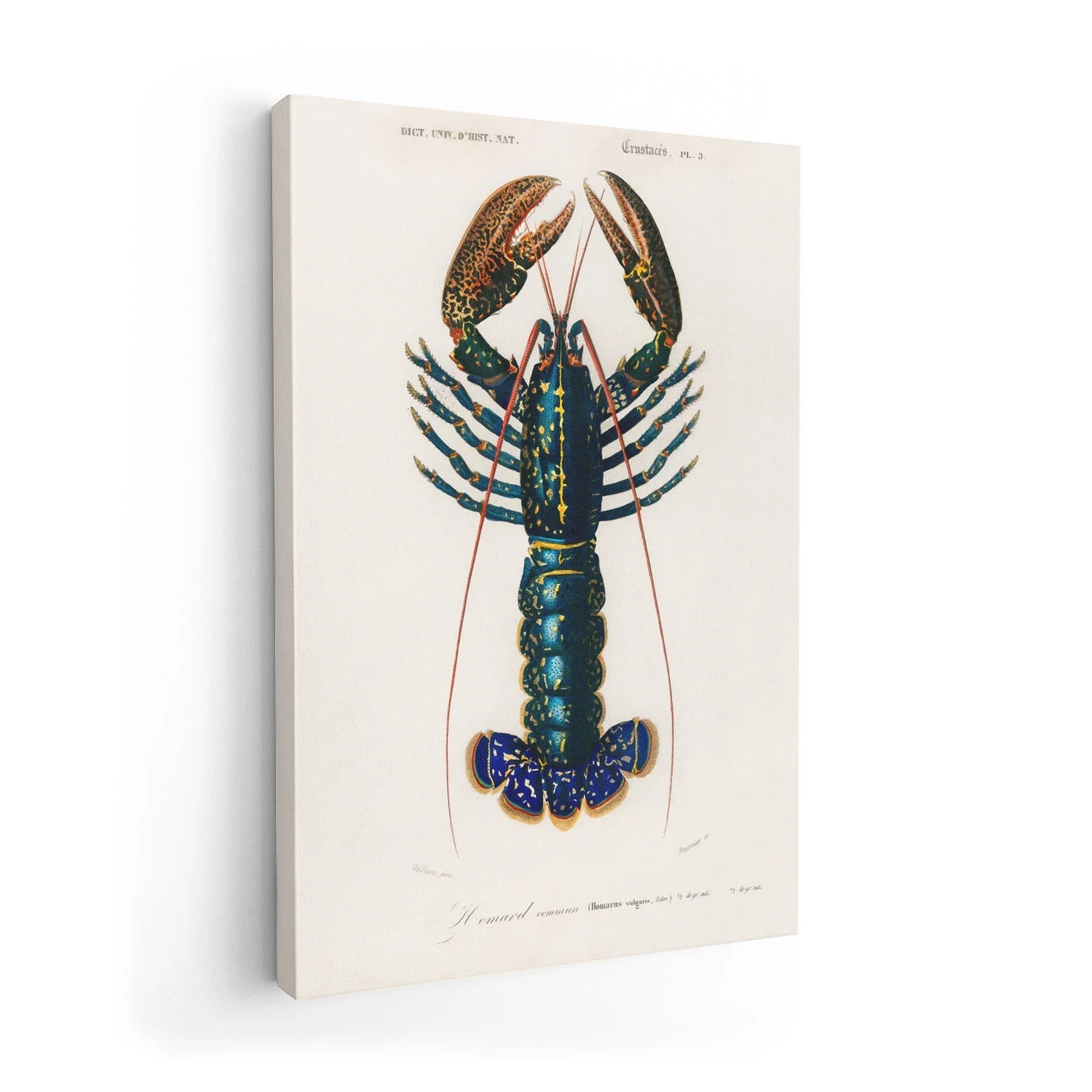 Crustacean Lobster - Image 7