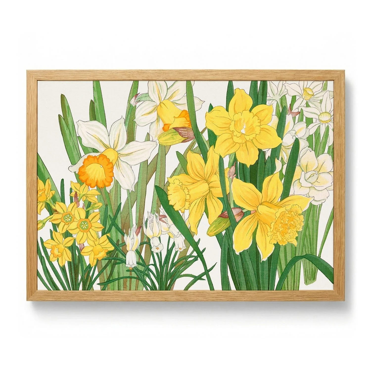 Daffodil No.2 by Tanigami