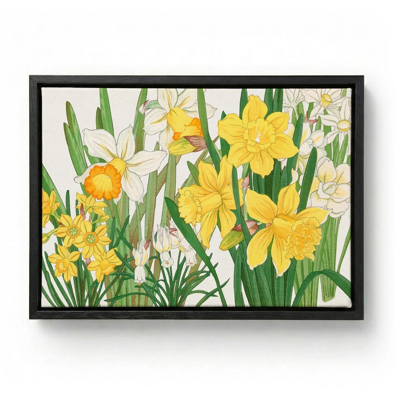 Daffodil No.2 by Tanigami - Image 6