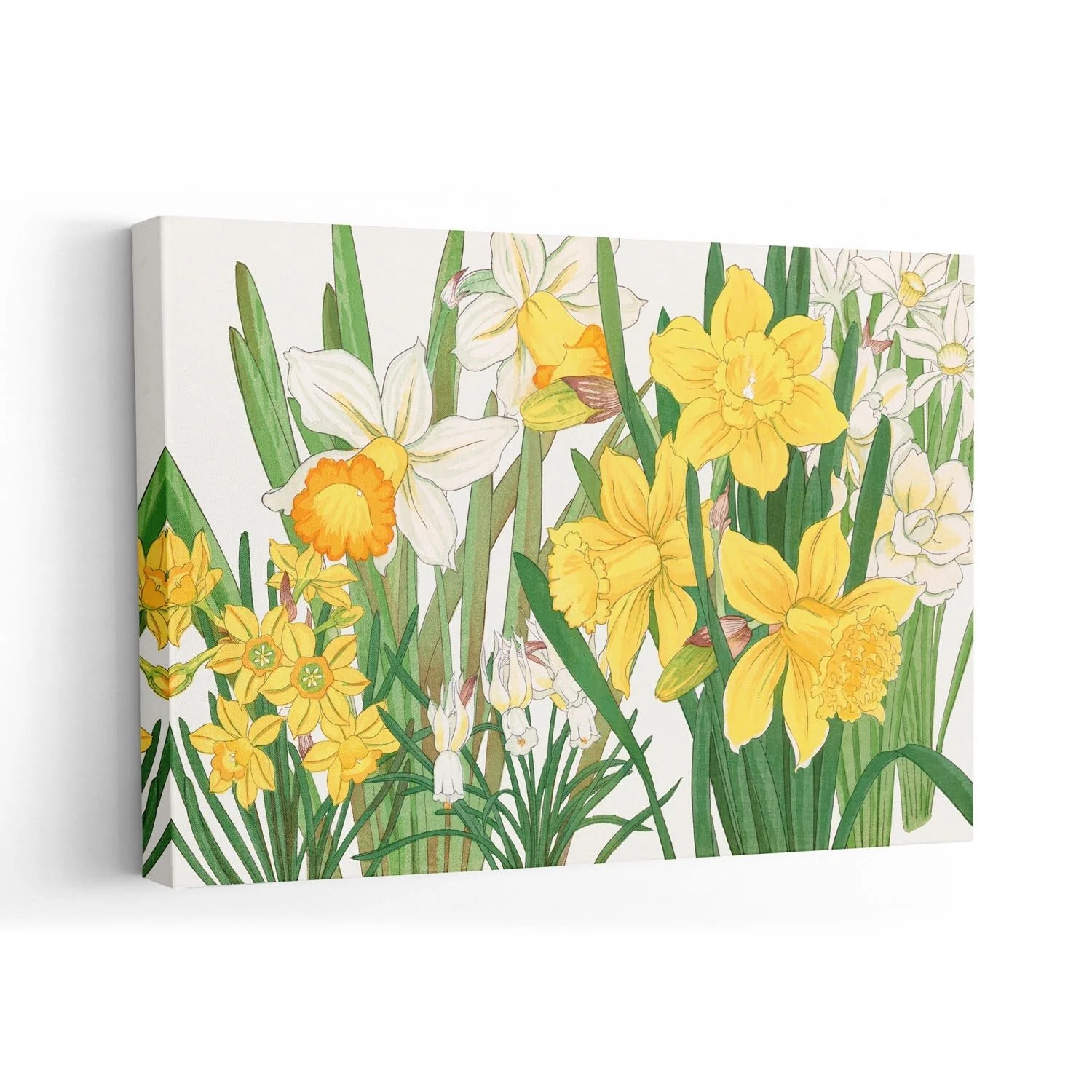 Daffodil No.2 by Tanigami - Image 7