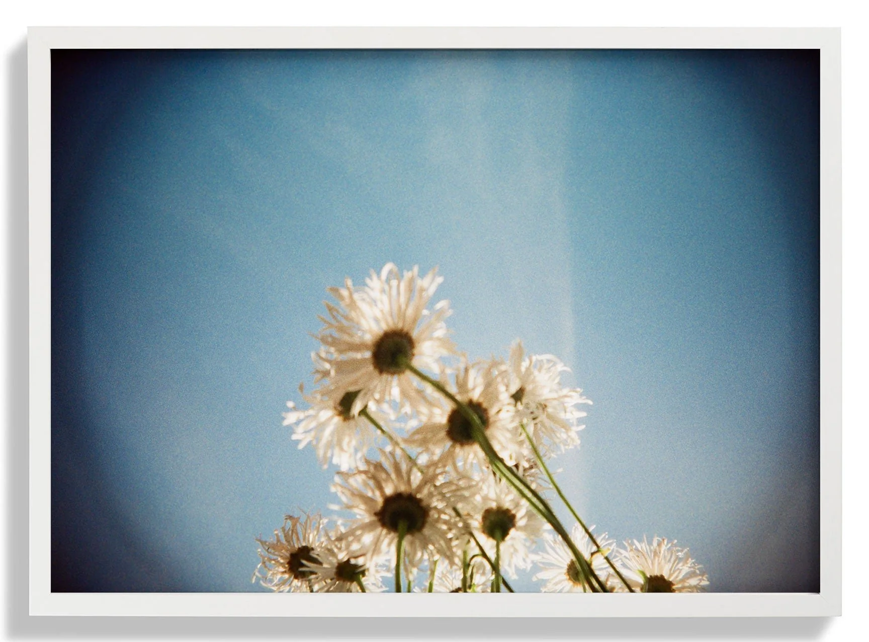 Daisies, Selsey 1 by Sophie Robinson - Image 3