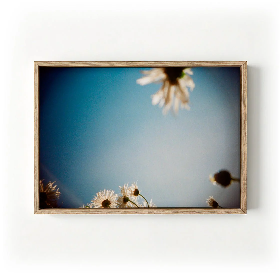 Daisies, Selsey 2 by Sophie Robinson