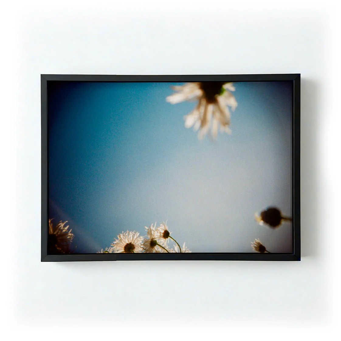 Daisies, Selsey 2 by Sophie Robinson - Image 5