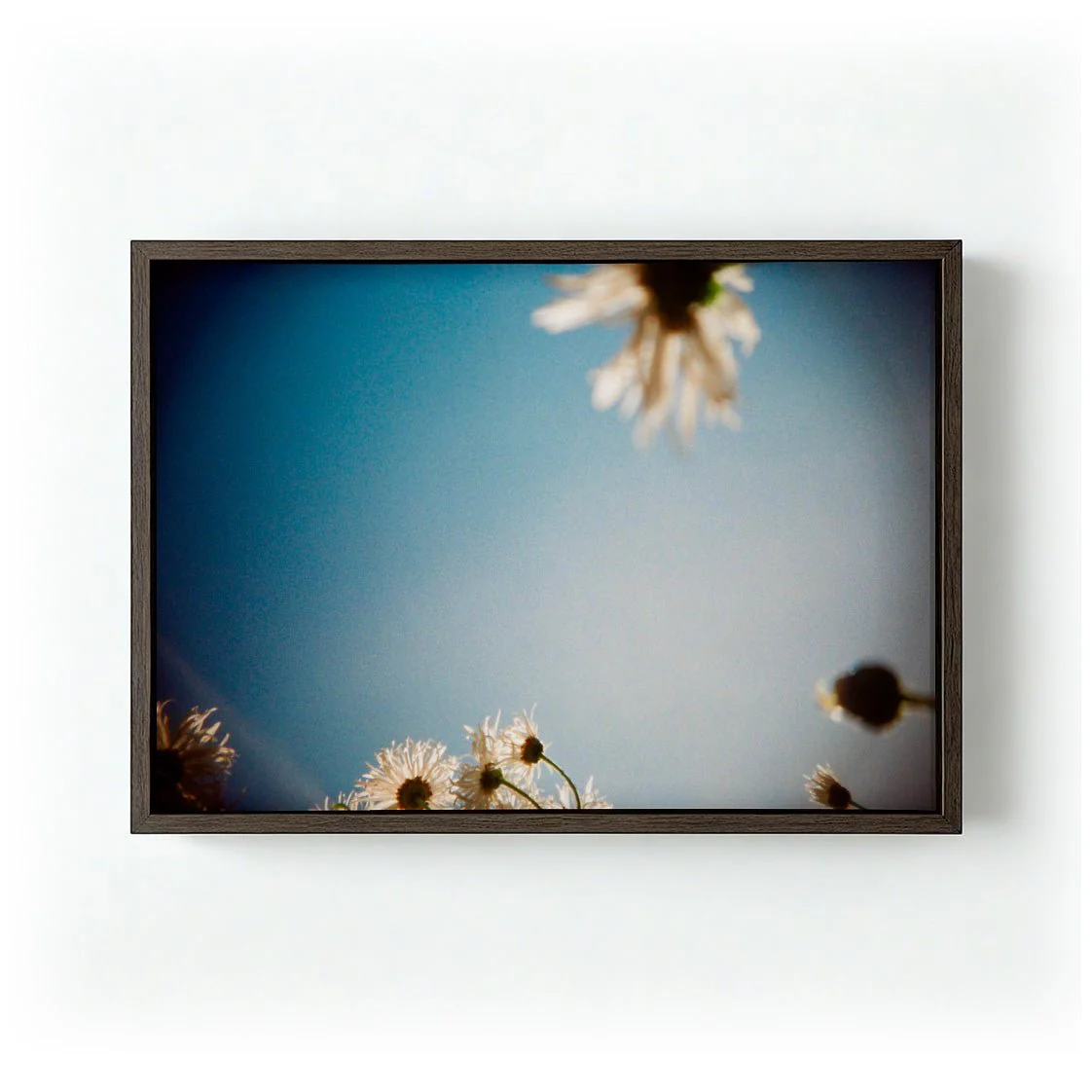 Daisies, Selsey 2 by Sophie Robinson - Image 6