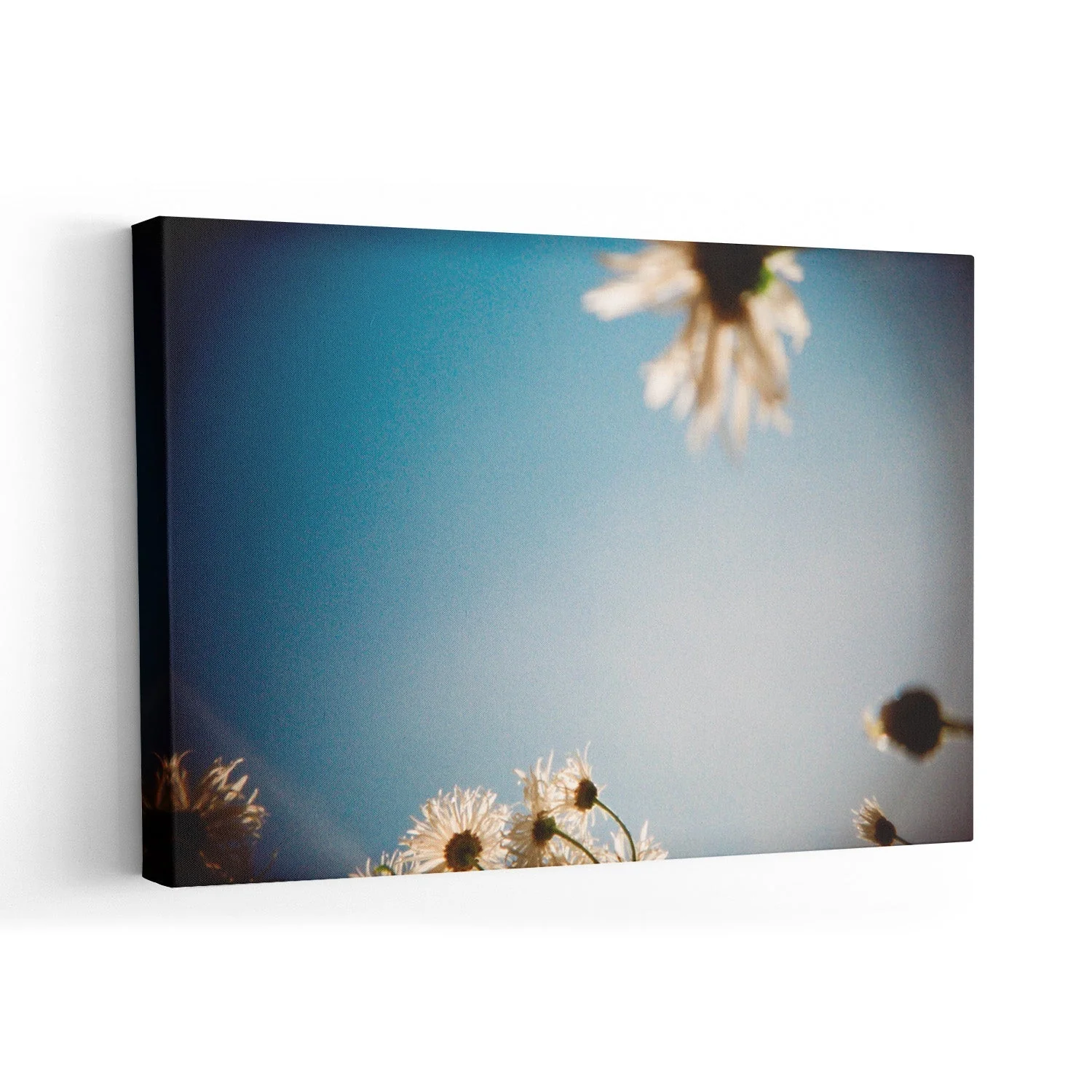 Daisies, Selsey 2 by Sophie Robinson - Image 7
