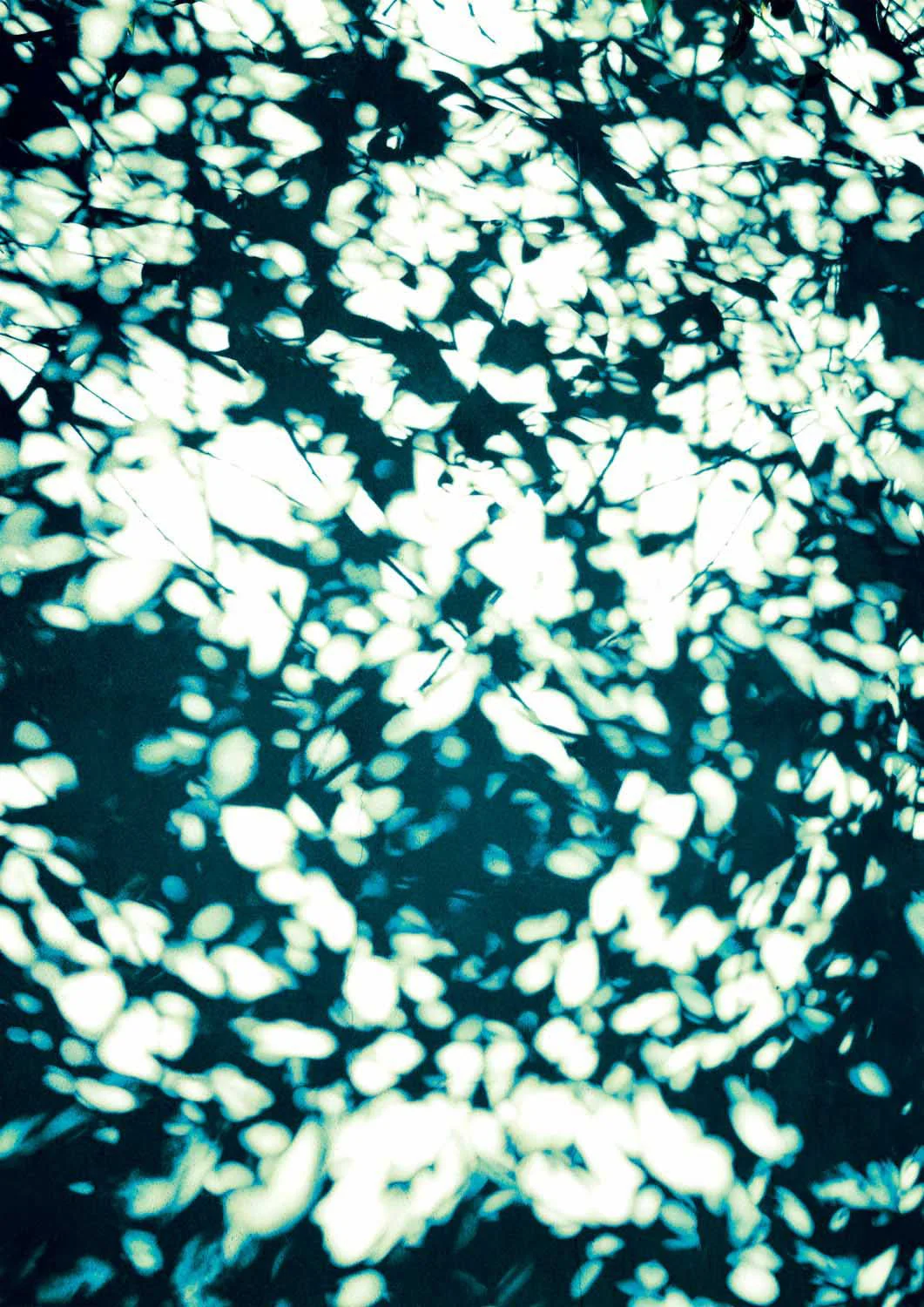 Dappled Light Leaves by Angelo Cerantola - Image 7