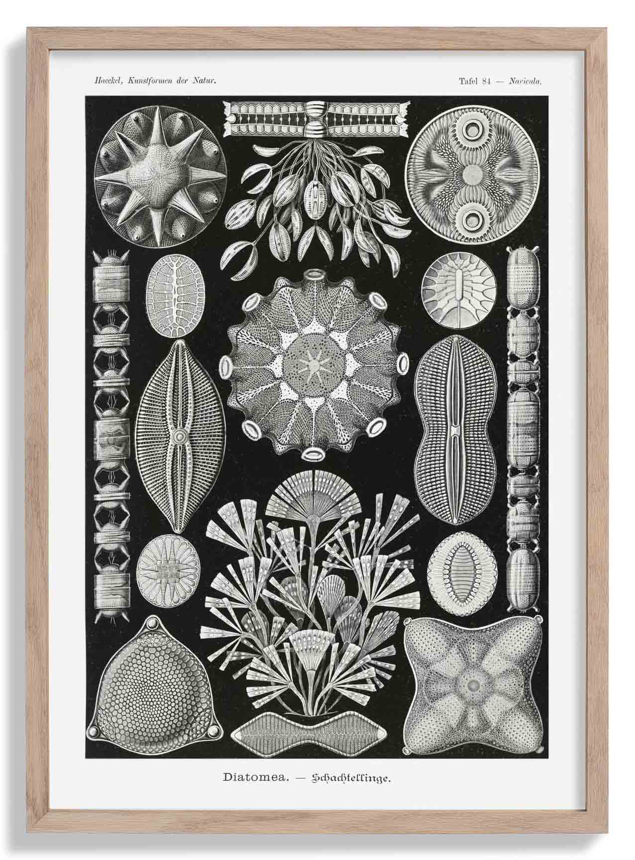 Diatomea by Ernst Haeckel