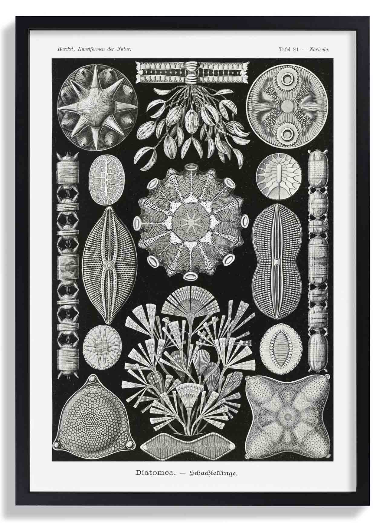 Diatomea by Ernst Haeckel - Image 6