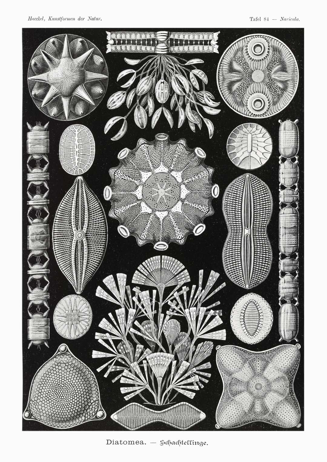 Diatomea by Ernst Haeckel - Image 8