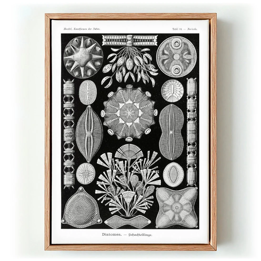 Diatomea by Ernst Haeckel