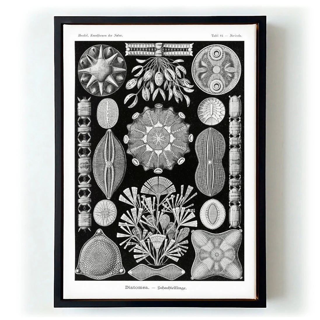 Diatomea by Ernst Haeckel - Image 5
