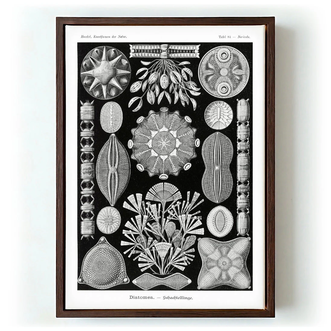Diatomea by Ernst Haeckel - Image 6