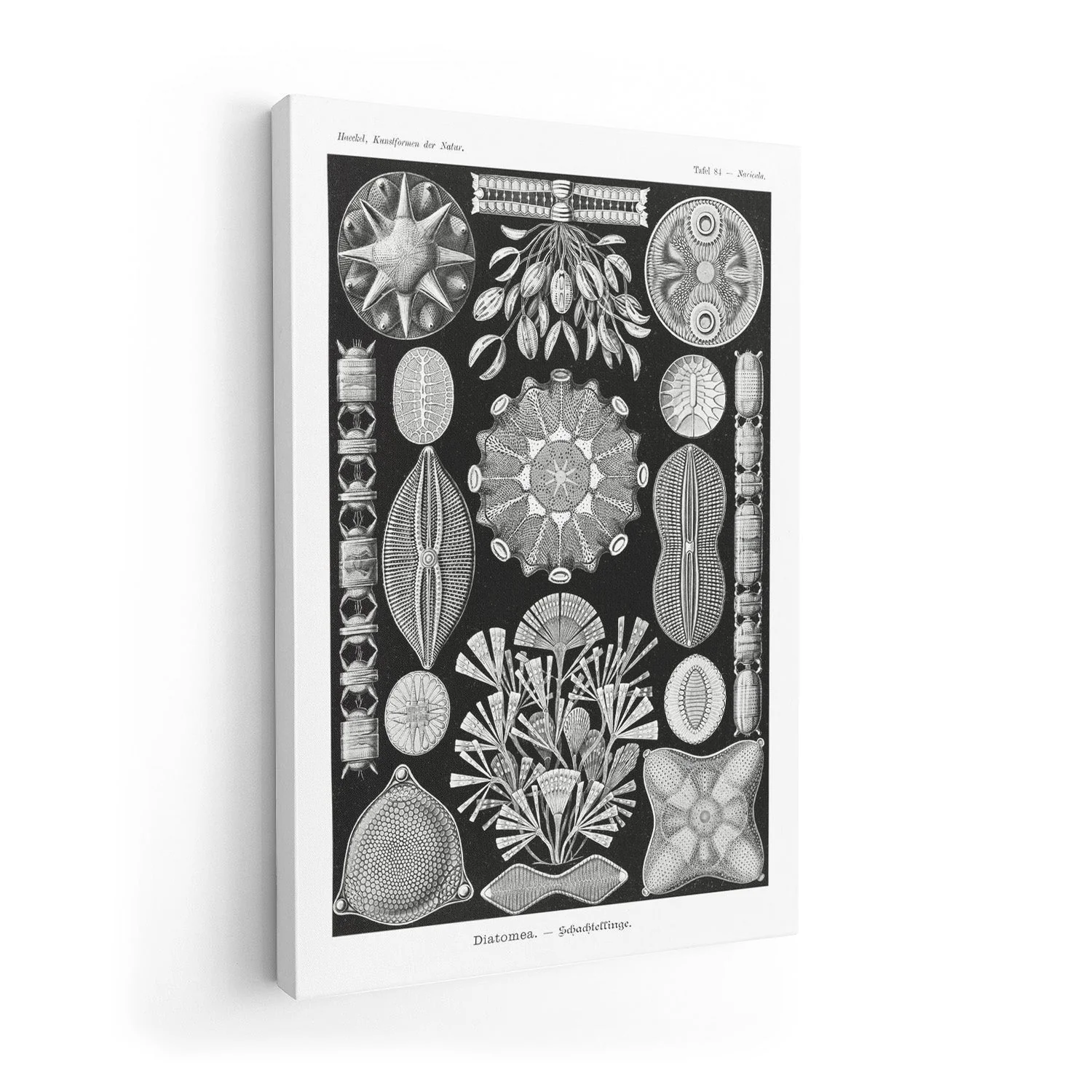 Diatomea by Ernst Haeckel - Image 7