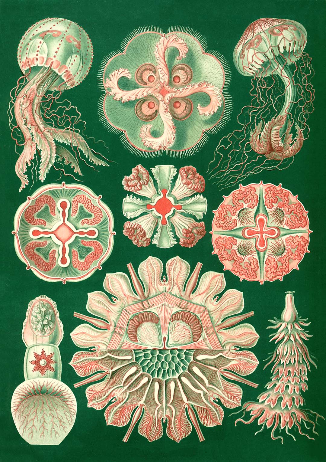 Discomedusae Schweibenquallen by Hernst Heackel - Image 8