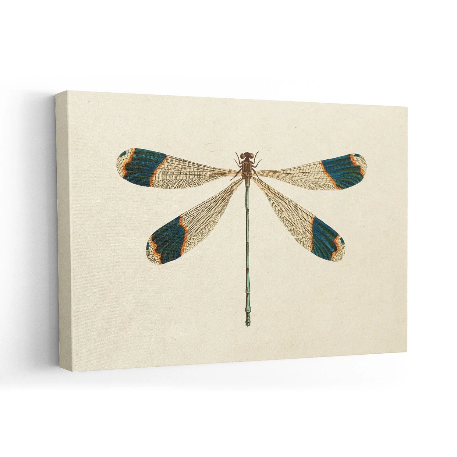 Dragonfly - Image 7