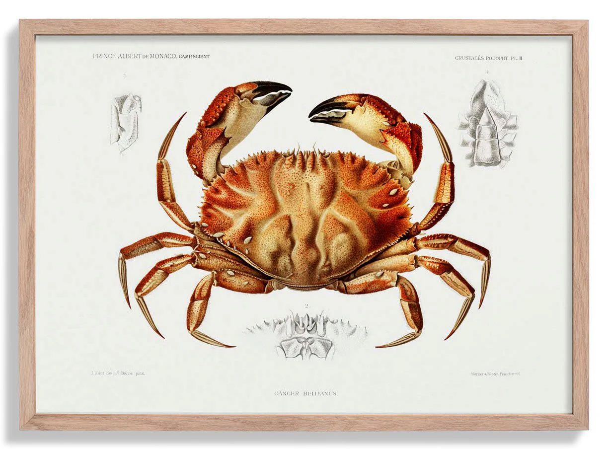 Dungeness Crab