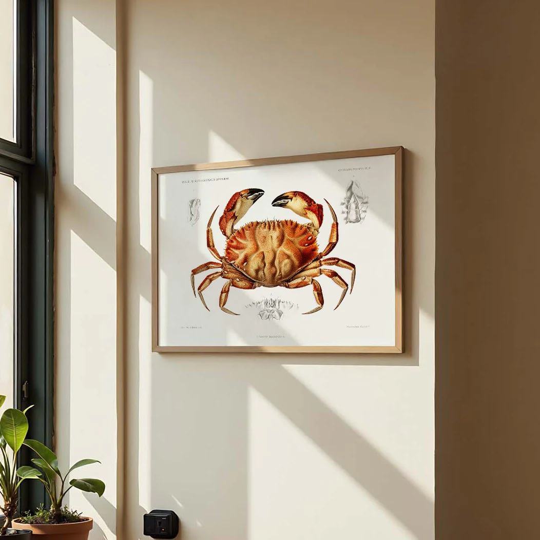 Dungeness Crab - Image 2