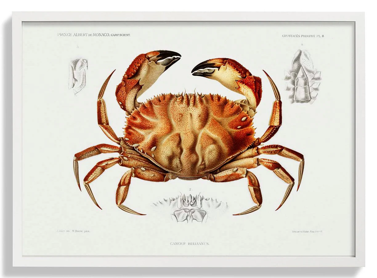 Dungeness Crab - Image 3