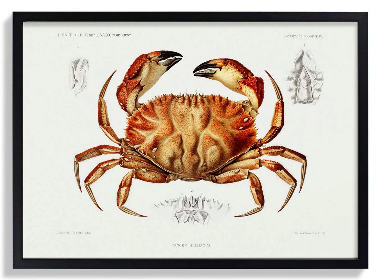Dungeness Crab - Image 4