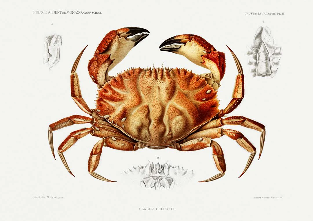 Dungeness Crab - Image 6