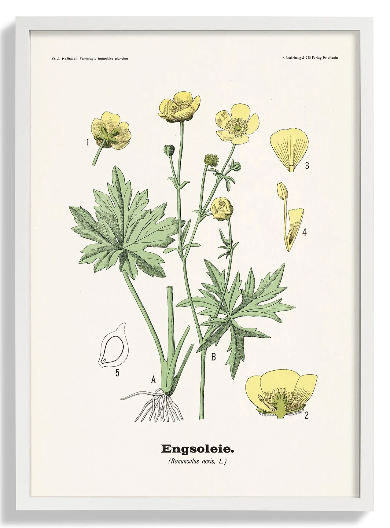 Engsoleie - Ranunculus acris, L. by Olaf Alfred Hoffstad - Image 5