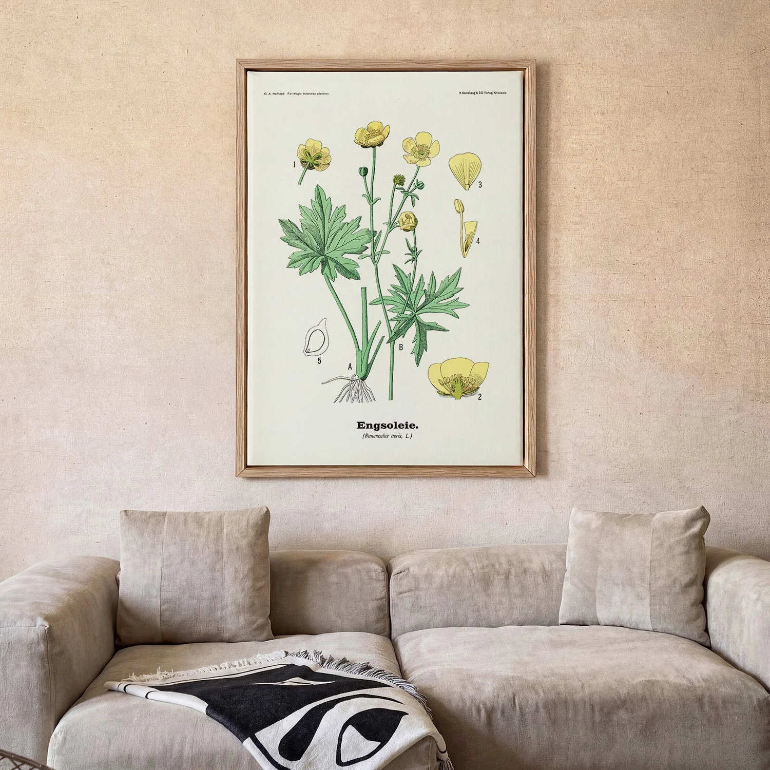 Engsoleie - Ranunculus acris, L. by Olaf Alfred Hoffstad - Image 2