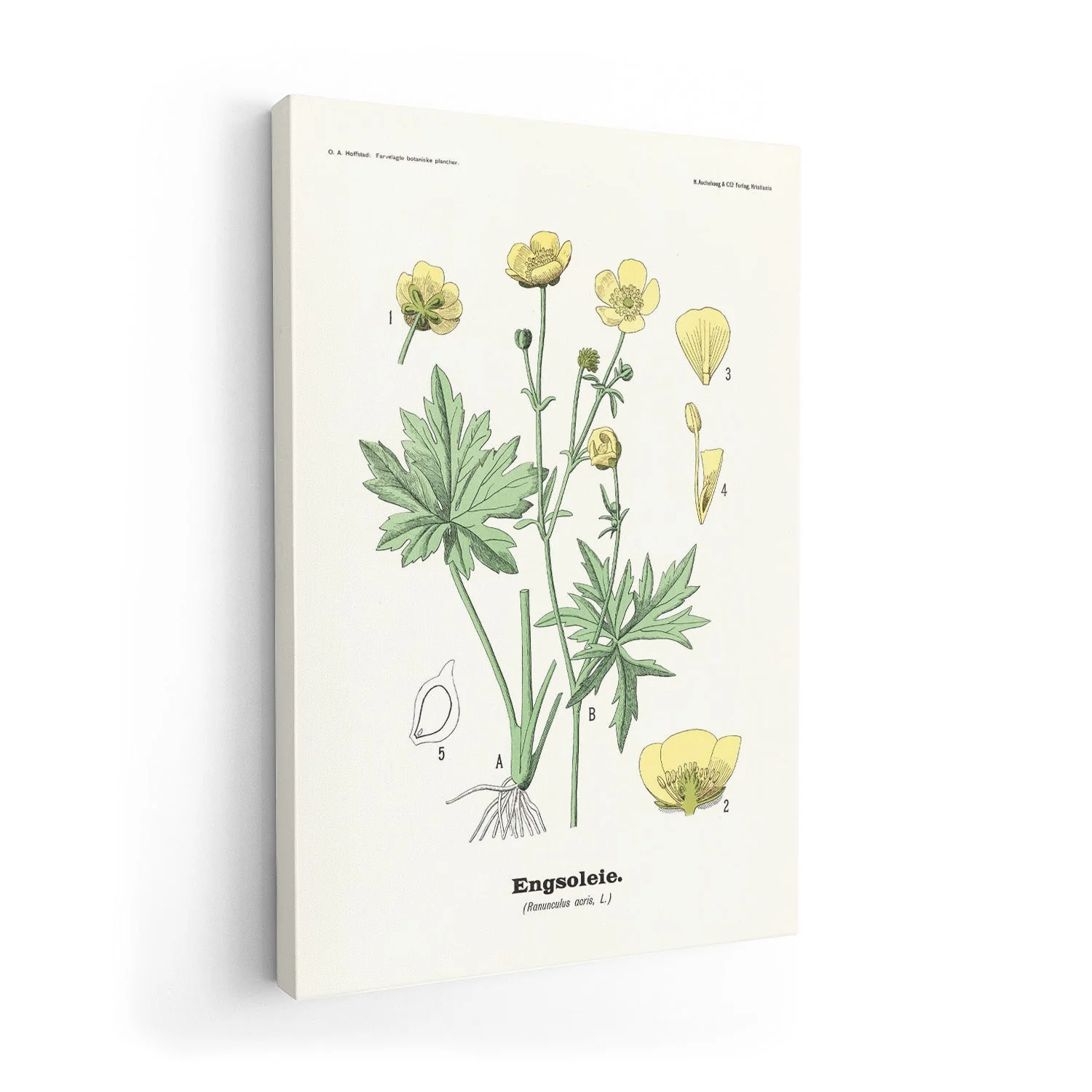 Engsoleie - Ranunculus acris, L. by Olaf Alfred Hoffstad - Image 7
