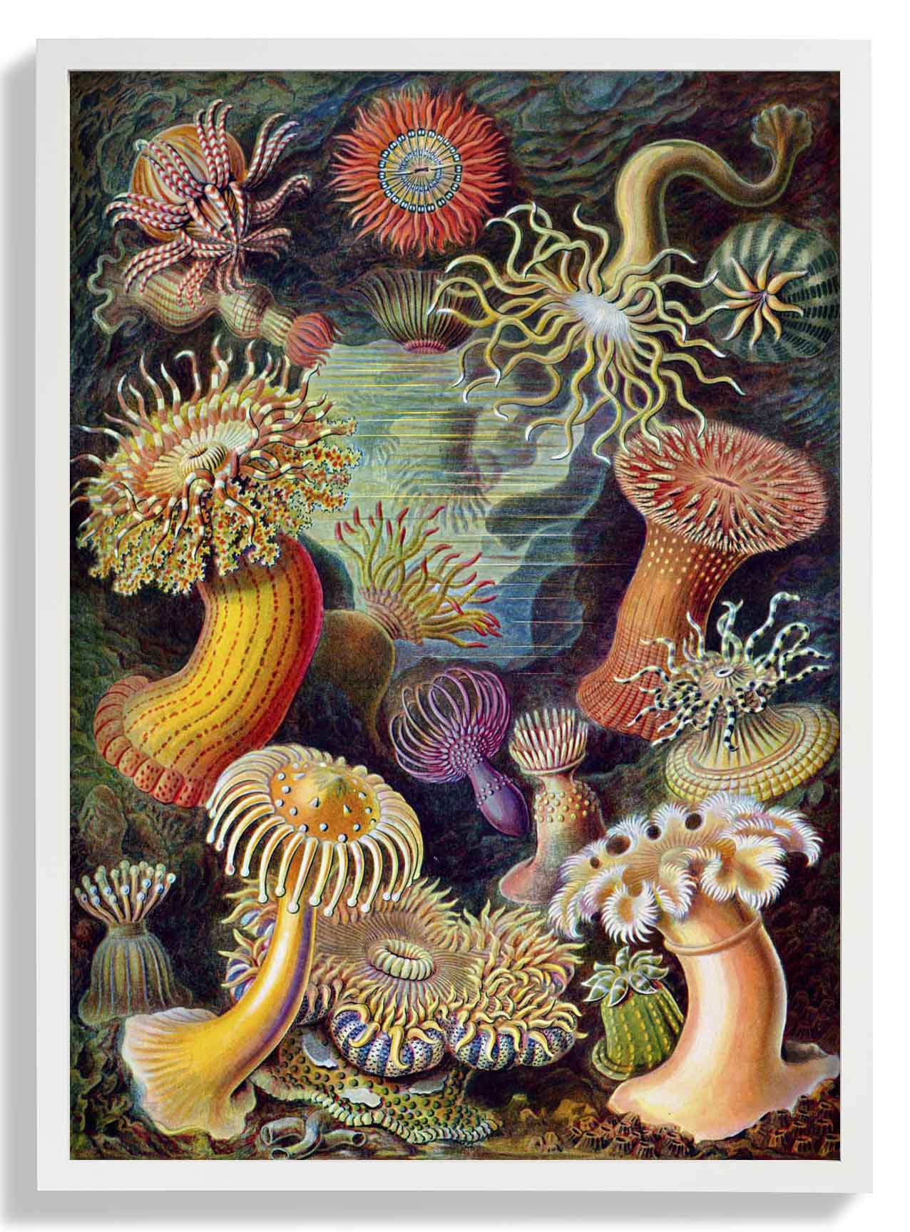 Anemones by Ernst Haeckel - Image 5