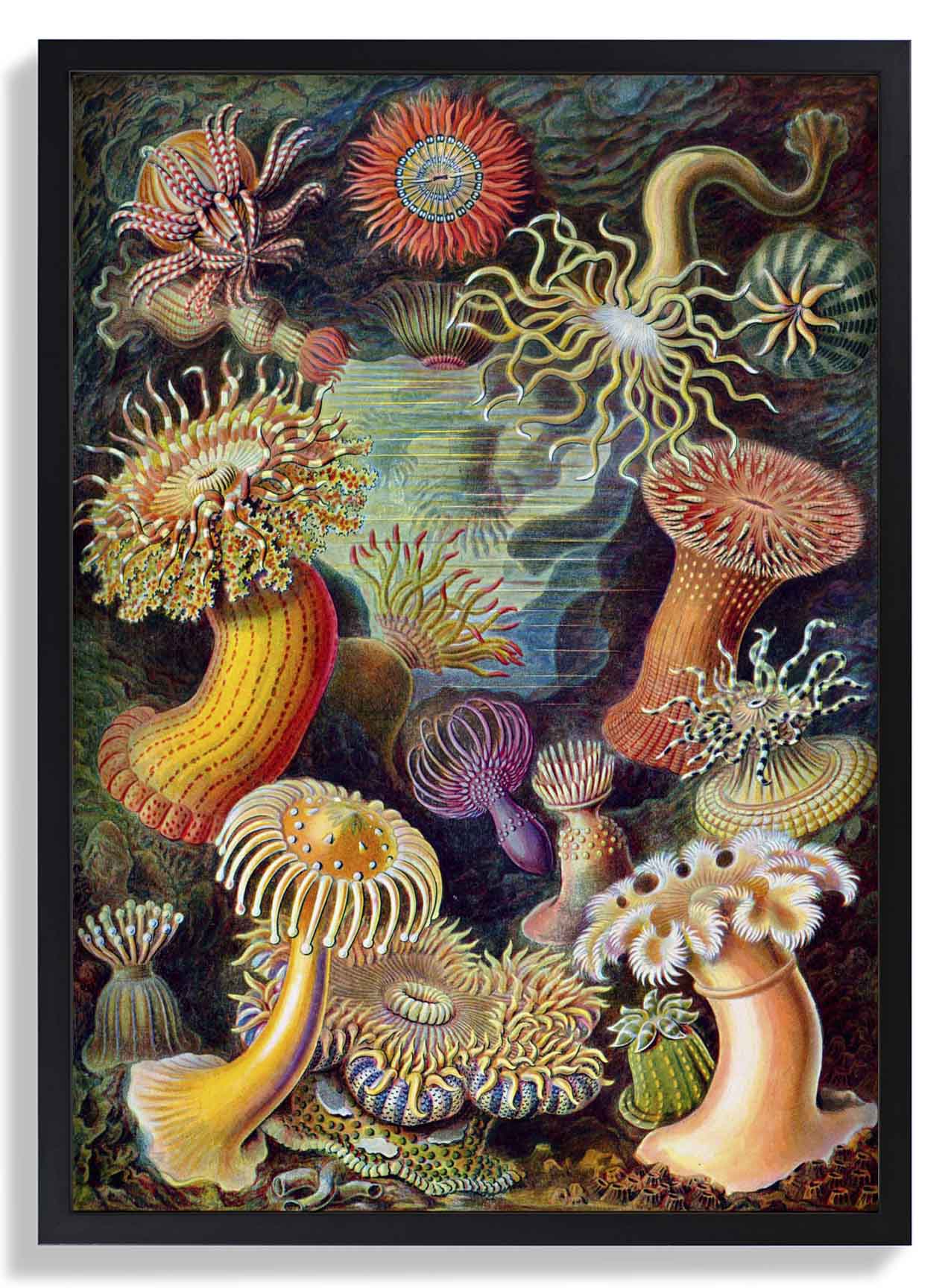 Anemones by Ernst Haeckel - Image 6