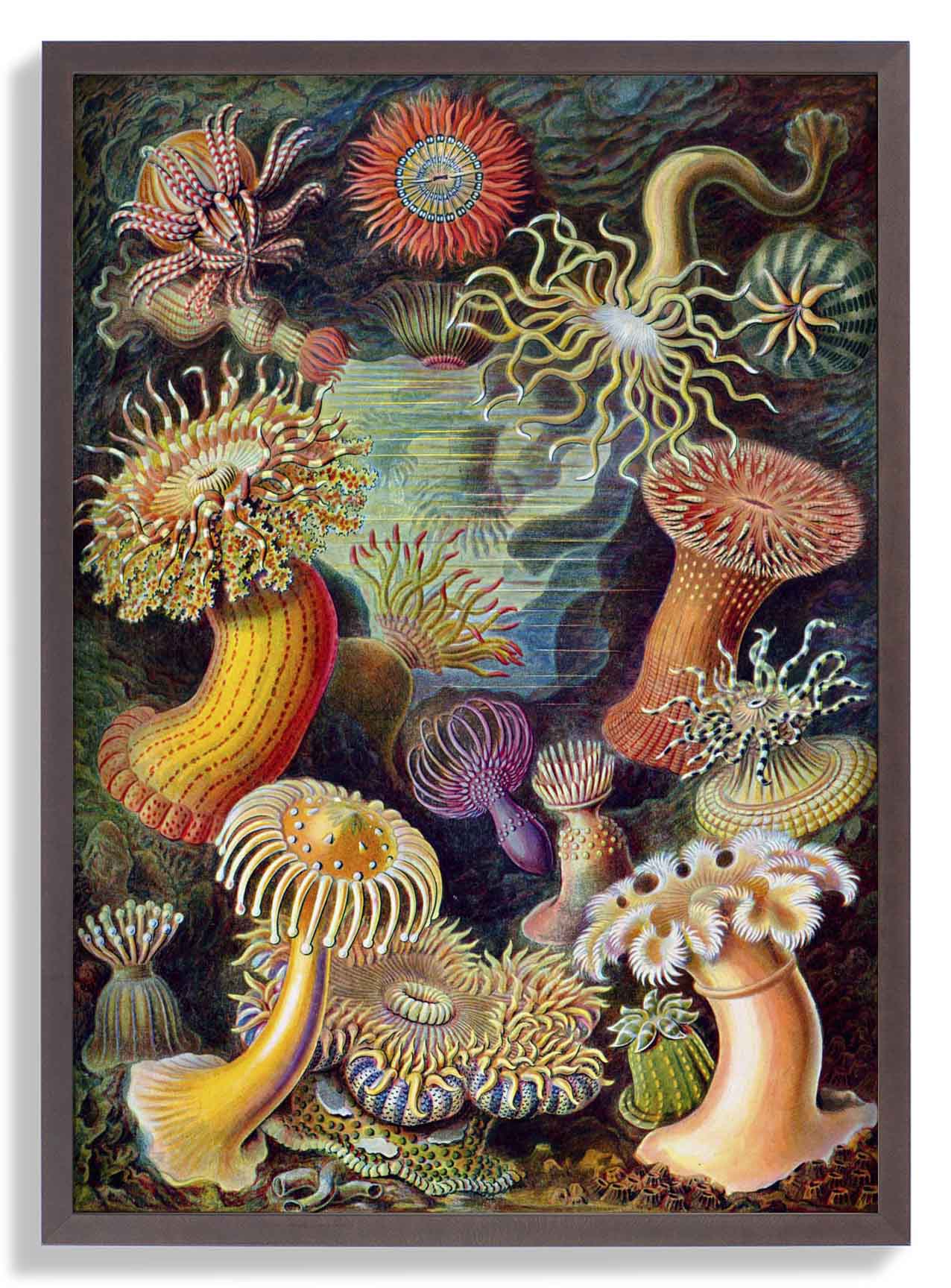 Anemones by Ernst Haeckel - Image 7