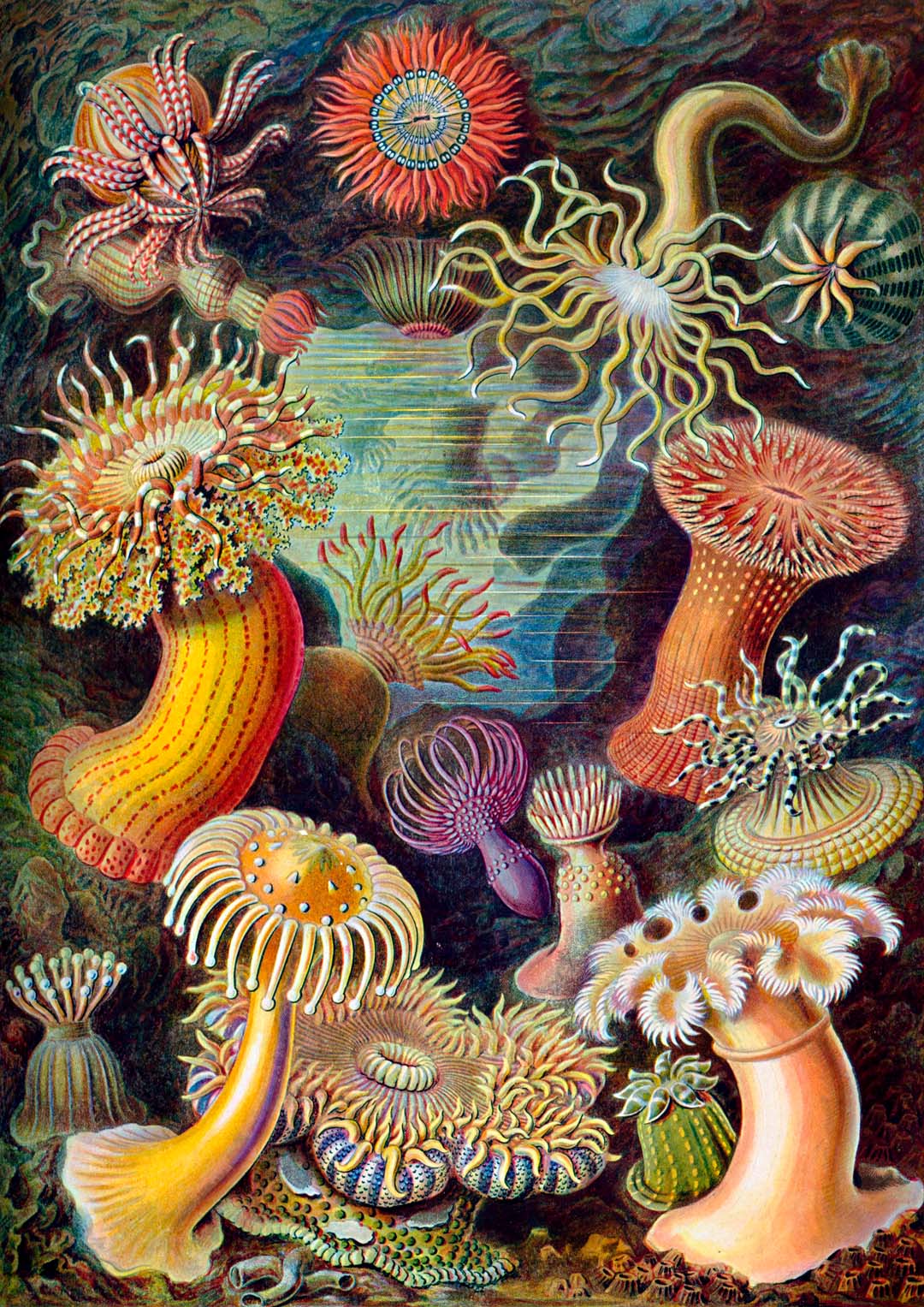 Anemones by Ernst Haeckel - Image 8