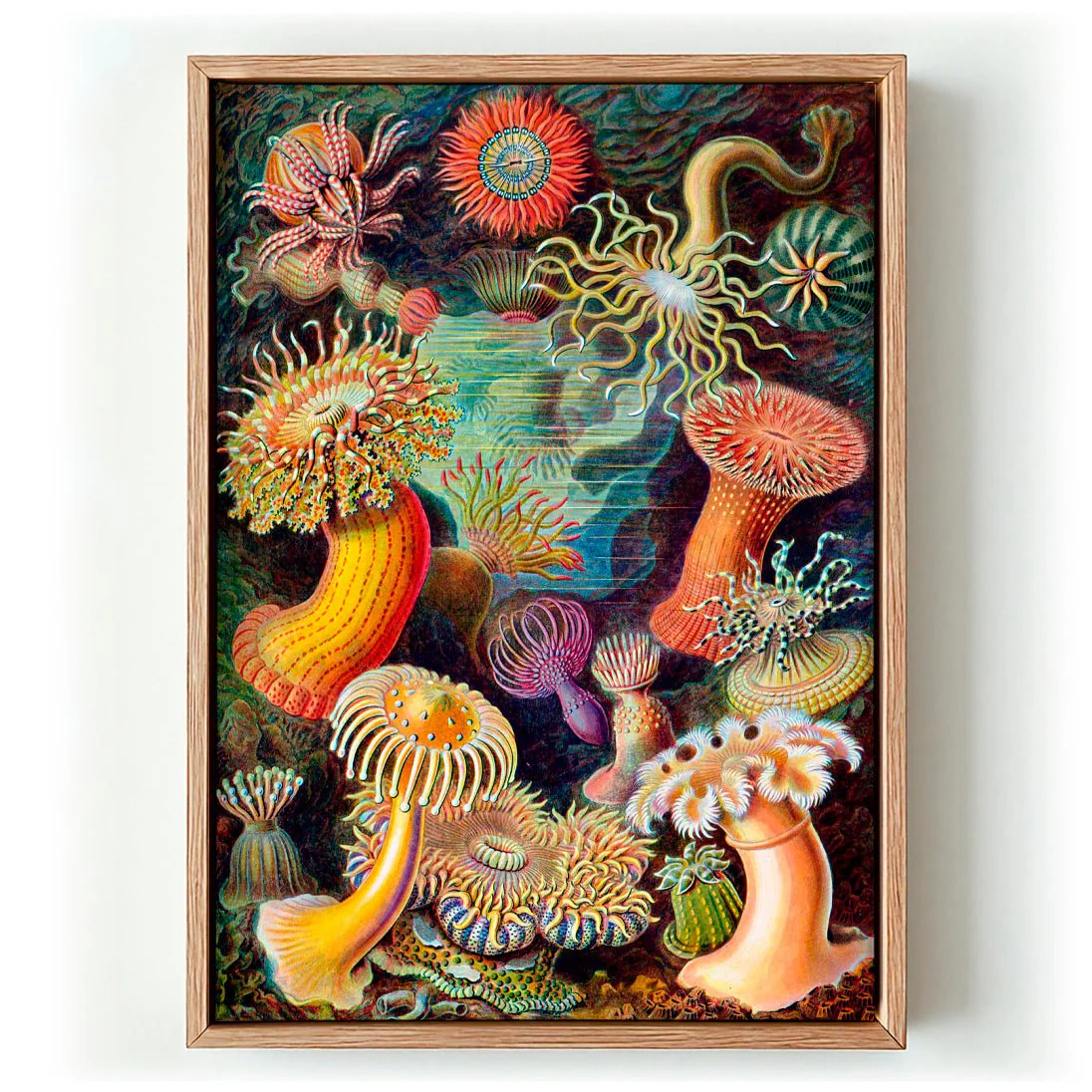 Anemones by Ernst Haeckel