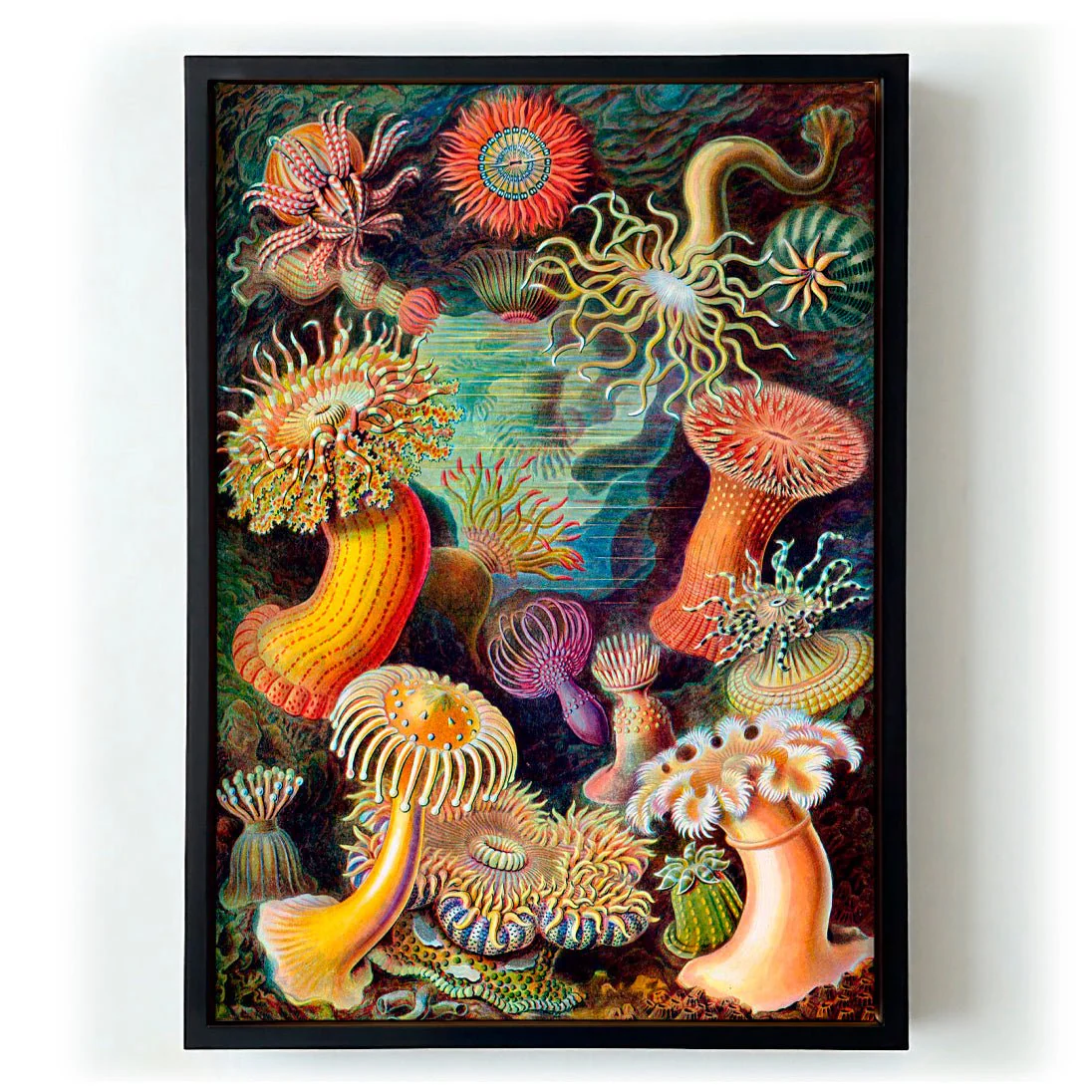 Anemones by Ernst Haeckel - Image 5