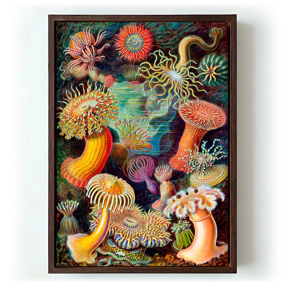 Anemones by Ernst Haeckel - Image 6