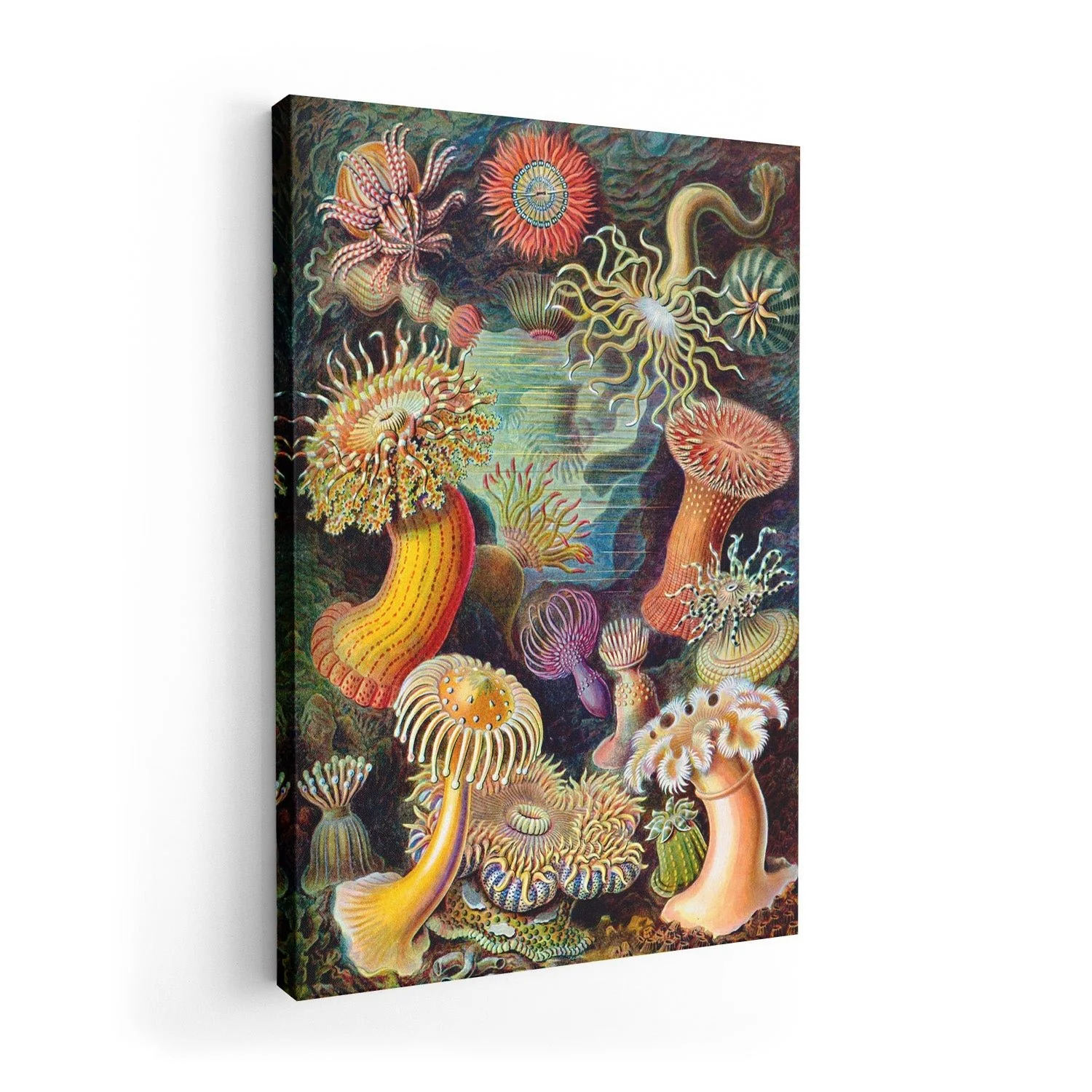 Anemones by Ernst Haeckel - Image 7