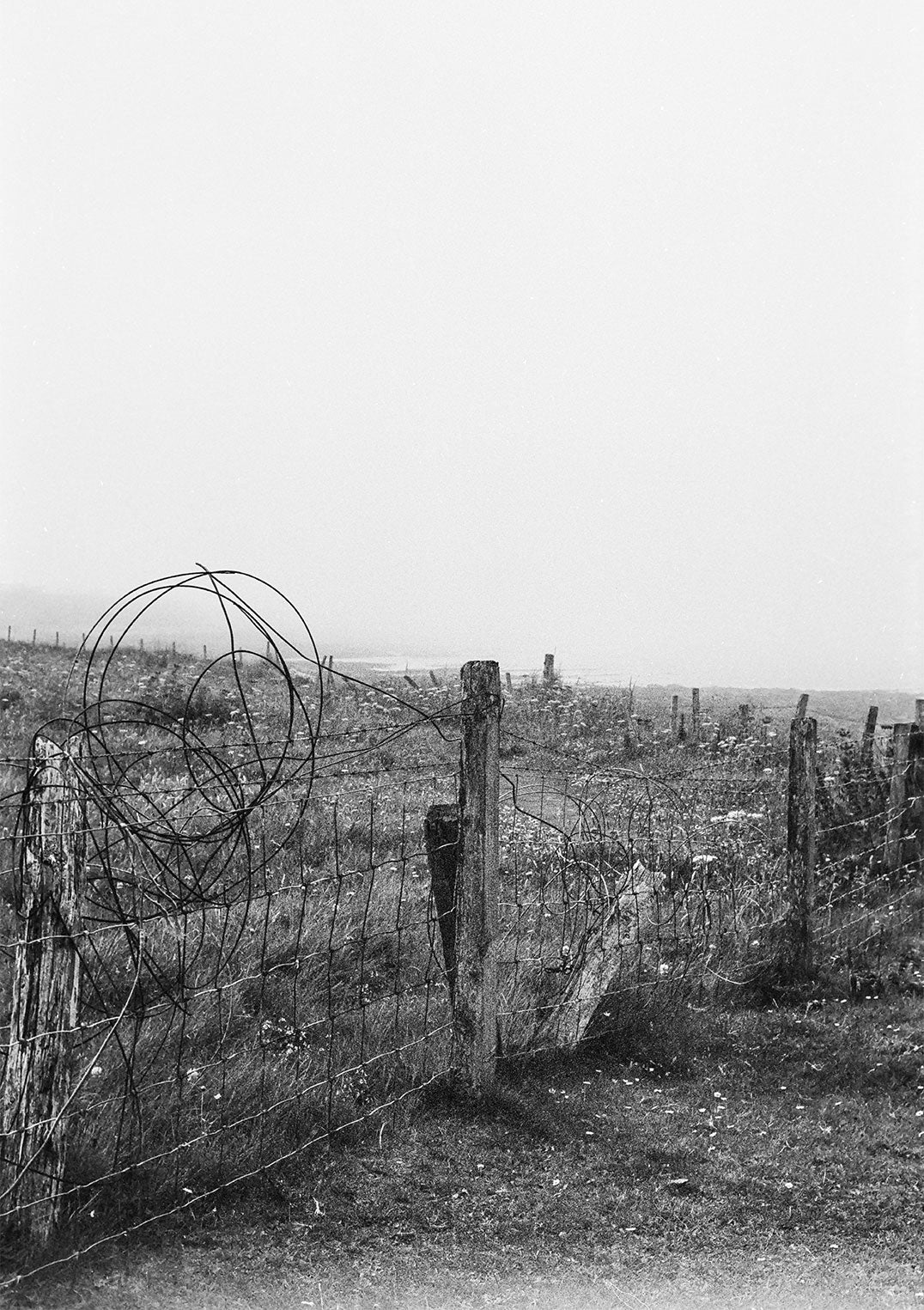 Fenceline by Sophie Robinson - Image 5