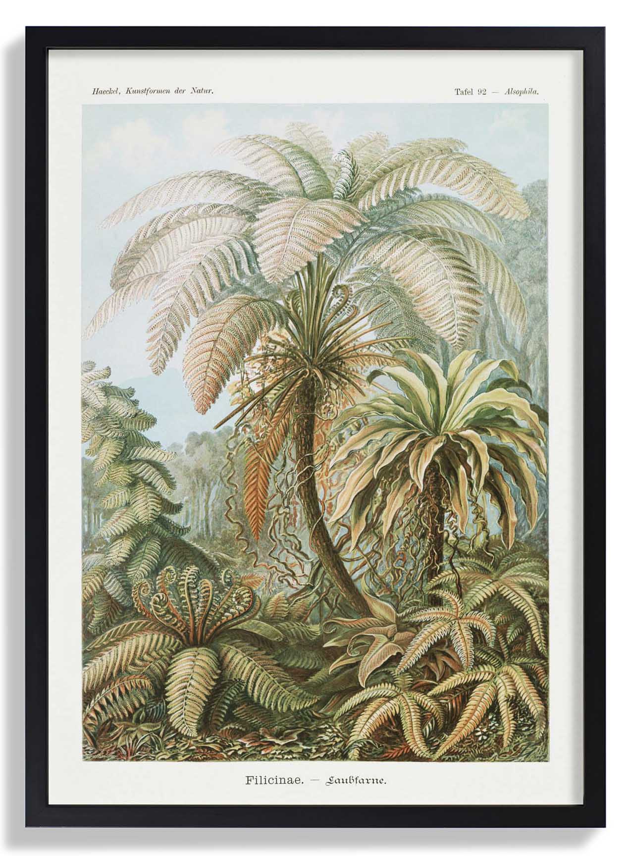 Filicinae Palm Tree by Ernst Haeckel - Image 6